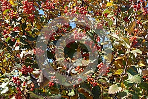 Varicolored foliage and red berries of Sorbus aria in October