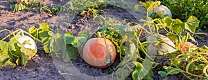 Varicolored pumpkins growing on the plantation at sunset