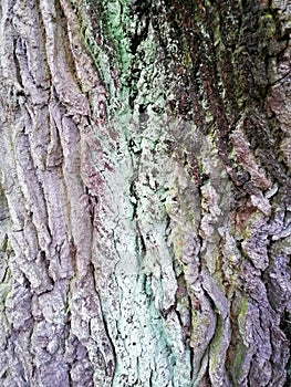 Varicolored tree bark with colorful mossy textured background images