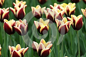 Varicolored tulip flowers field photo