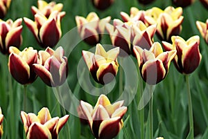 Varicolored tulip flowers field