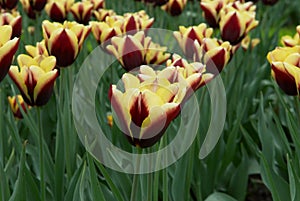 Varicolored tulip flowers field