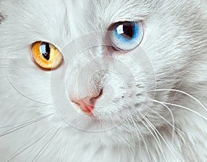 Varicoloured eyes white cat