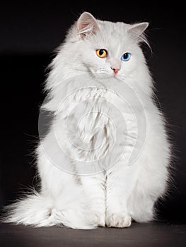 Varicoloured eyes white cat