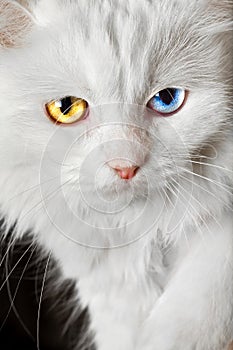 Varicoloured eyes white cat