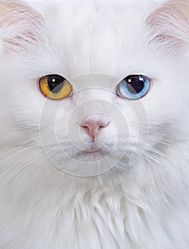 Varicoloured eyes white cat