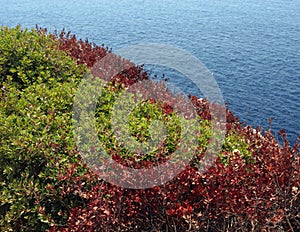 A varicoloured shrubbery rug.