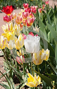 Varicoloured tulips on flowerbed