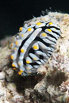 Varicose wart slug (Phyllidia varicosa)