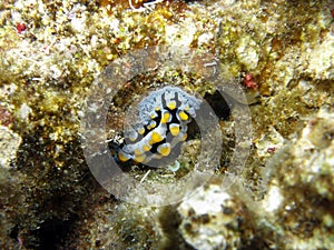 Varicose Wart Slug (Phyllidia Varicosa)