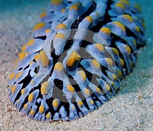 Varicose Wart Slug Red Sea