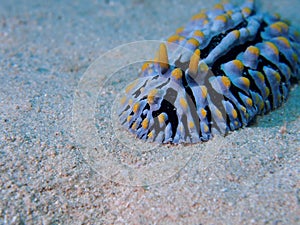 Varicose Wart Slug Red Sea