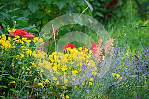 varied bright flowers in the meadow. Summer background. Copy space