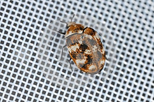 Varied carpet beetle, Anthrenus verbasci. Adult, Dermestidae on fragment of a window curtain.