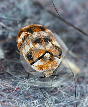 Varied carpet beetle, Anthrenus verbasci. Home and storage pest. Adult, Dermestidae on a ball of dust.