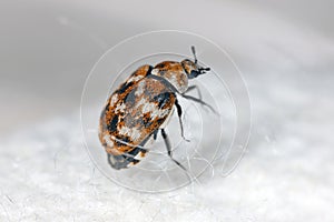 Varied carpet beetle, Anthrenus verbasci. Home and storage pest. Adult, Dermestidae on silk fabric.