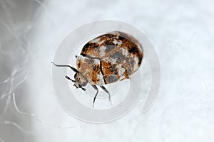 Varied carpet beetle, Anthrenus verbasci. Home and storage pest. Adult, Dermestidae on silk fabric.