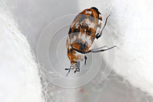 Varied carpet beetle, Anthrenus verbasci. Home and storage pest. Adult, Dermestidae on silk fabric.