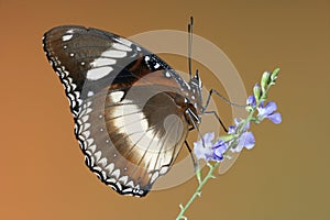 Varied or Common Eggfly Butterfly