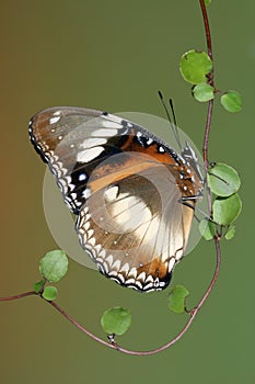 Varied Eggfly Butterfly