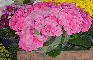 Varied flowers in Ramblas de Barcelona