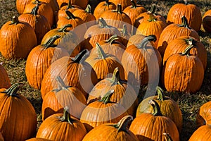 Varied pumpkins at a farm