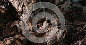 Varied Textures of a Weathered Tree Bark.