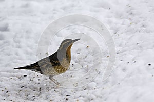 Varied Thrush, Ixoreus naevius, feeding in the winter