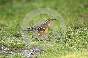 Varied Thrush Ixoreus naevius foraging on grass