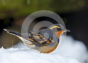 A Varied Thrush Ixoreus naevius in snow