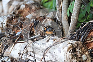 varied thrush (Ixoreus naevius) vancouver island canada