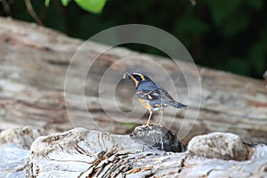 varied thrush (Ixoreus naevius) vancouver island canada