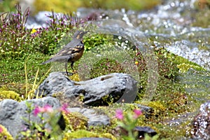 Varied Thrush near an Alpine Stream