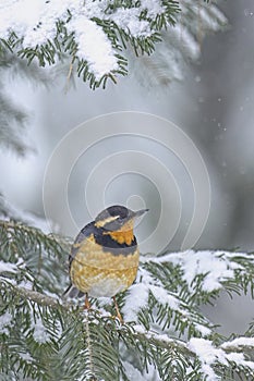 Varied thrush perched on a snow covered branch