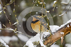 Varied thrush perched in tree