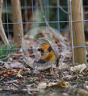 Varied thrush resting in forest