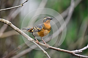 A Varied Thrush sitting in a catalpa tree eyeing something to eat