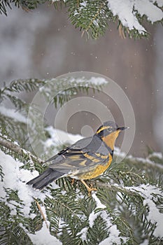 Varied thrush on a snowy branch