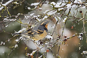 Varied thrush in a snowy tree