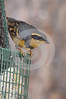 Varied Thrush on suet cage