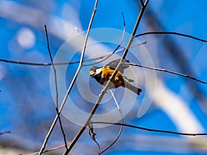 Varied tit perched in Japanese forest park 9