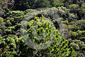 The varied vegetation of the Campos de JordÃ£o mountain