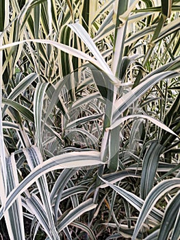 Variegate long leaves background. Decorative long grass, evergreen sedge with white and green striped foliage.