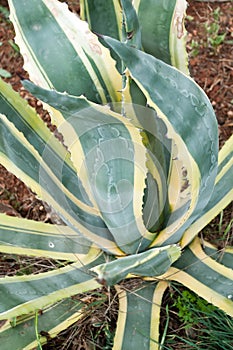 variegated agave