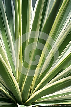 Variegated Agave Americana Cactus photo