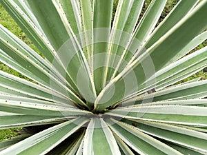 variegated agave angustifolia thorns