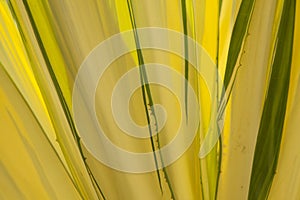 Variegated agave background