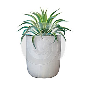 Variegated Agave desmettiana Agave Plant in Grey Clay Pot Isolated on White Background with Clipping Path