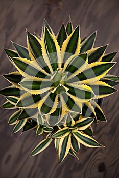 Variegated Agave Plant