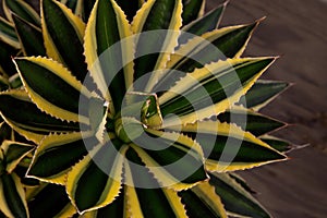 Variegated Agave Plant